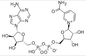 NAD β Nicotinamide Adenine Dinucleotide Hydraat Gevriesdroogd CAS 53-84-9