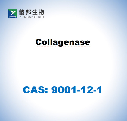 CAS 9001-12-1 Collagenase TYPE I van Clostridium histolyticum