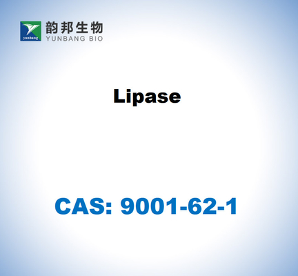 CAS 9001-62-1 Lipase van Candida rugosa