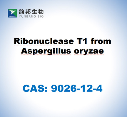 CAS 9026-12-4 Ribonuclease T1 van Aspergillus oryzae