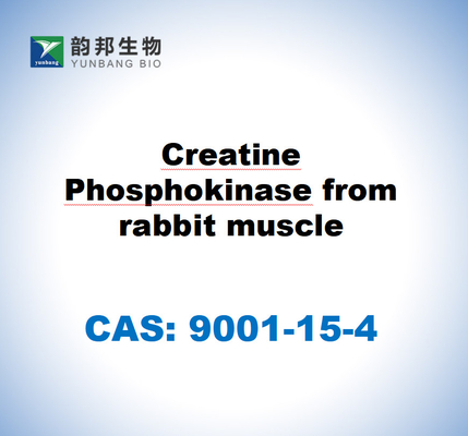 CAS 9001-15-4 Creatinefosfokinase uit konijnen spieren