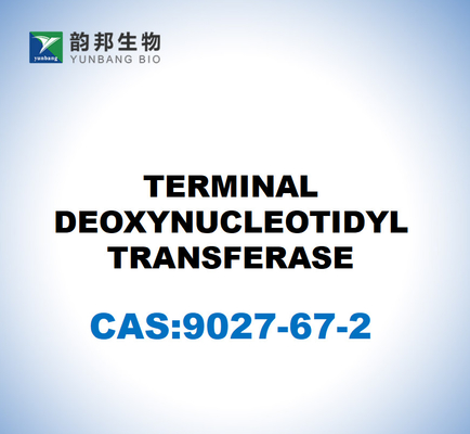 CAS 9027-67-2 TERMINALE DEOXYNUCLEOTIDYL TRANSFERASE