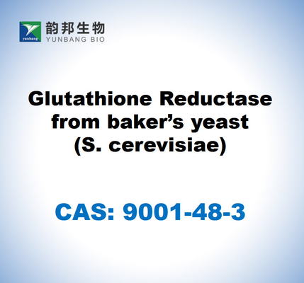 CAS 9001-48-3 Glutathionreduktase uit bakkersgist (S. cerevisiae)